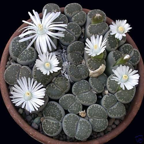 Lithops Succulent Seed