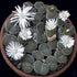 products/19da5f90d2b47788c17e0e4b25e3c58c--succulents-garden-succulent-plants.jpg