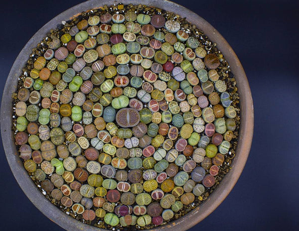 Lithops Succulent Seed