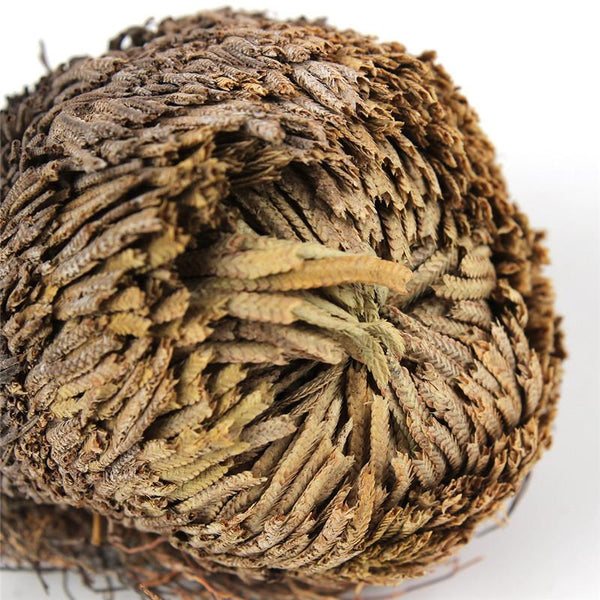 Rose Of Jericho