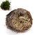 Rose Of Jericho