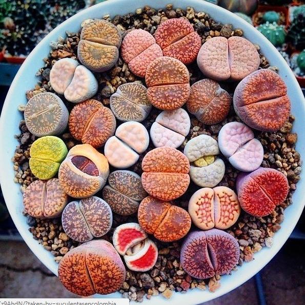 Lithops Succulent Seed