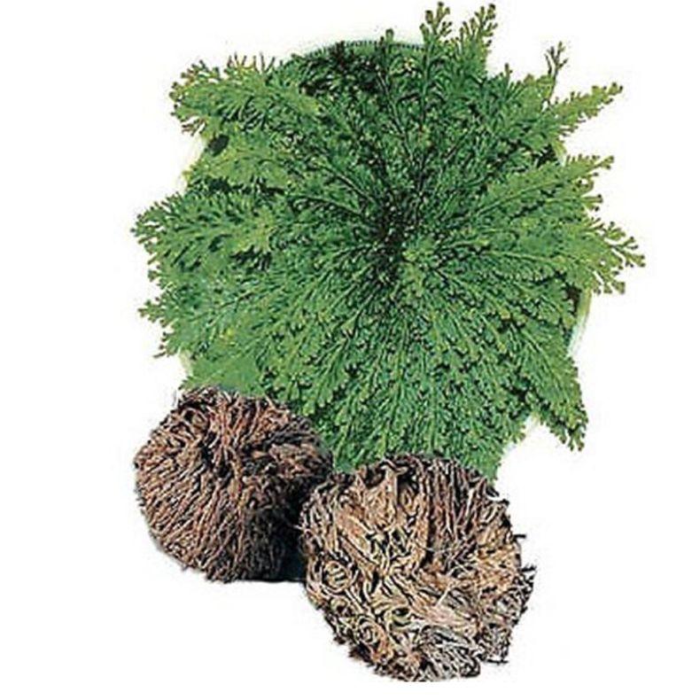 Rose Of Jericho