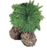 Rose Of Jericho