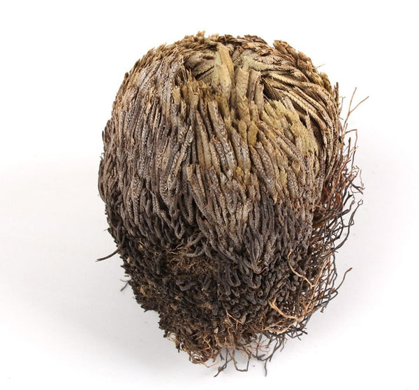 Rose Of Jericho