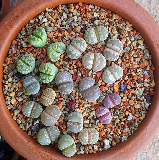 Lithops Succulent Seed