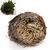 products/New-Hot-Practical-Live-Resurrection-Plant-Rose-Of-Jericho-Dinosaur-Plant-Air-Fern-Spike-Moss.jpg_50x50_10b20a06-ee8a-489b-a648-622302680ad7.jpg