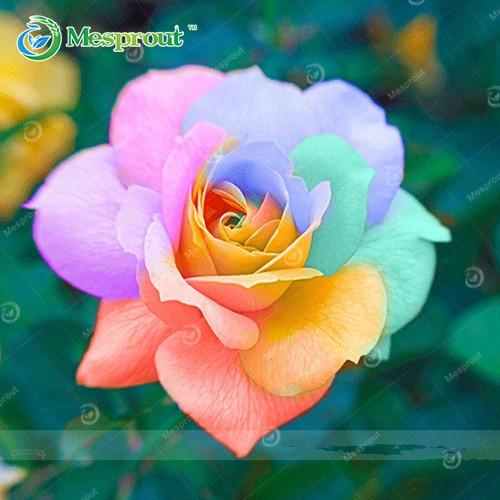 Super Rare Rainbow Rose Seeds - 100 Seed Pack