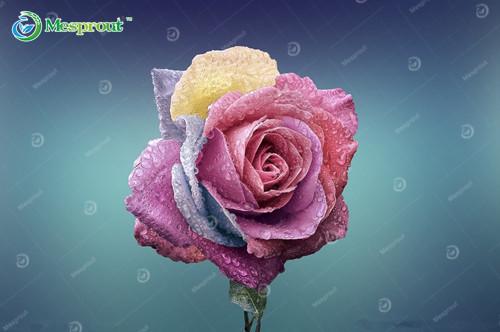 Super Rare Rainbow Rose Seeds - 100 Seed Pack