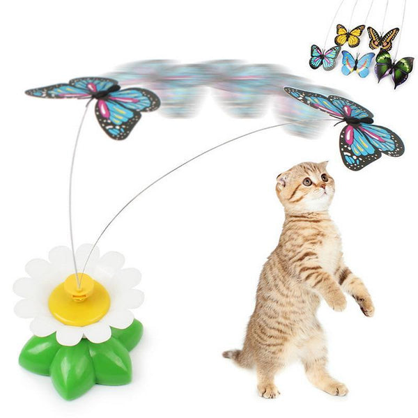Happy Cat Play Butterfly