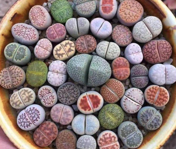 Lithops Succulent Seed